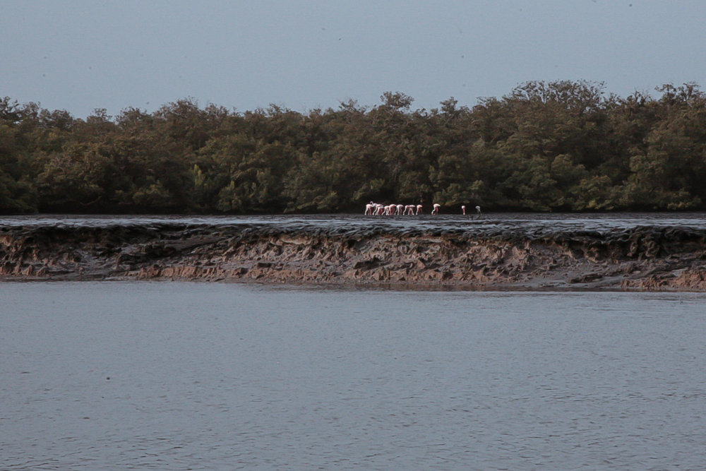 2012-01-mangrove-plantations-binqasim.jpg