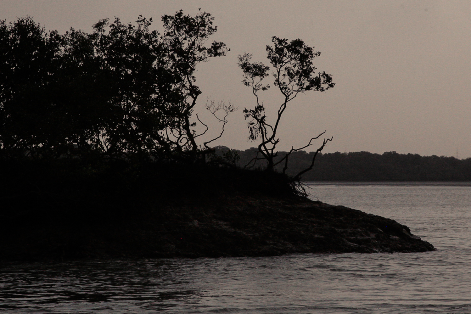 2012-04-mangrove-plantations-binqasim.jpg