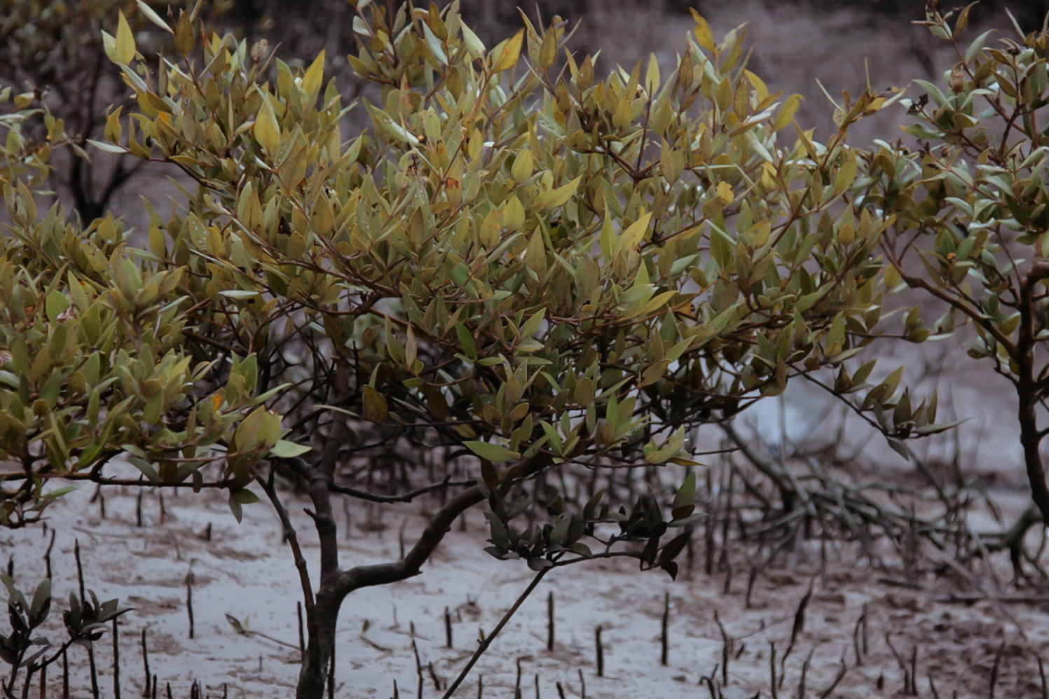 2012-06-mangrove-plantations-binqasim.jpg